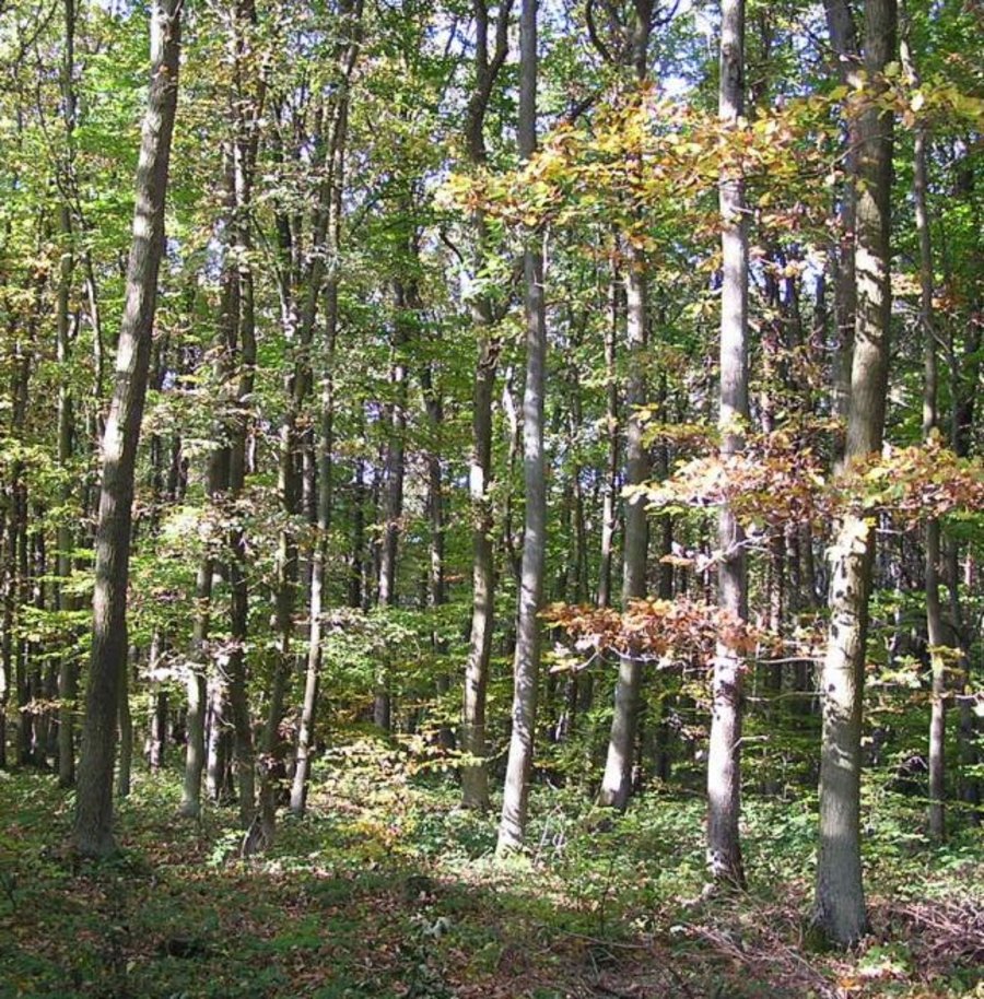 Laubwald mit Naturverjünung. Mausklick führt zu einer vergrößerten Ansicht.