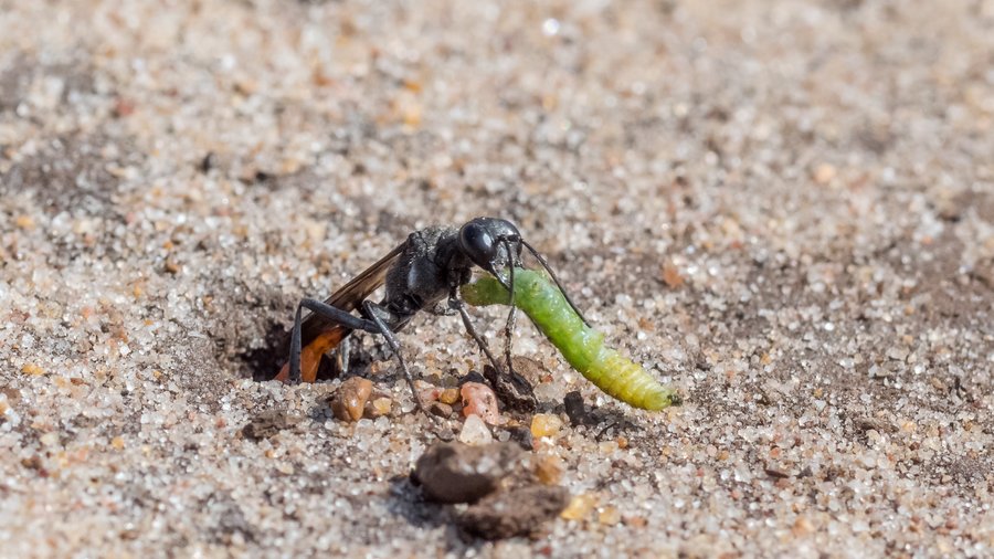 Sandwespe zieht Larve in ihren Bau