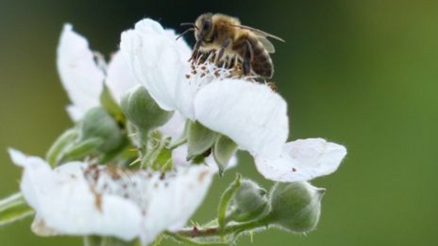 Biene auf weißer Blüte