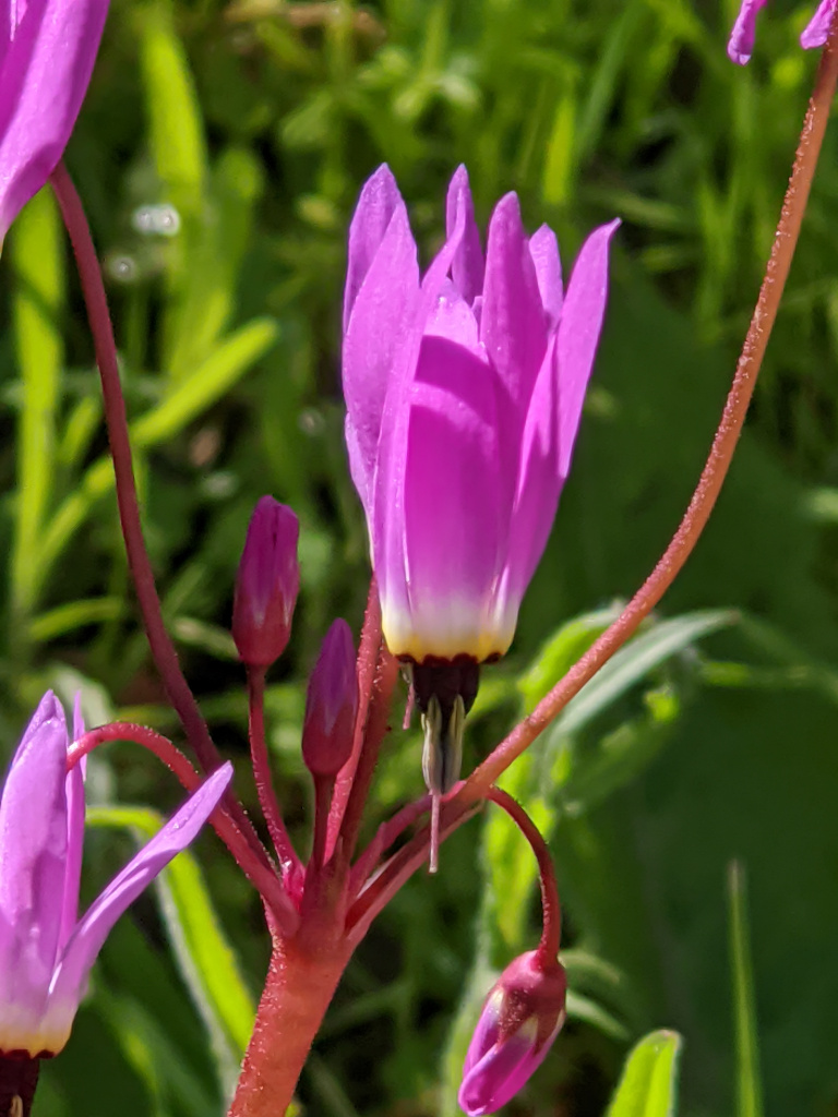 Primula_hendersonii.jpg