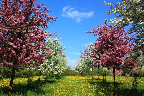 Obstbäume