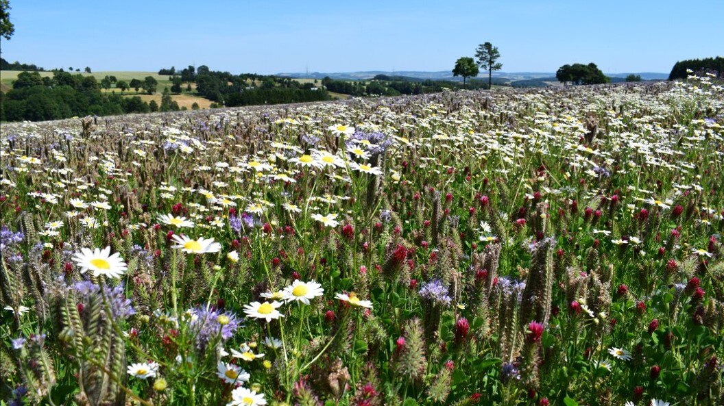 Blick auf eine bunte blühende Wiese