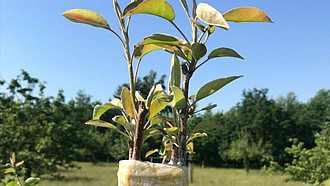 Aufgepfropfte Edelreiser an einem Birnenbaum 