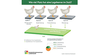 BZL-Infografik: Wie viel Platz hat eine Legehenne im Stall?