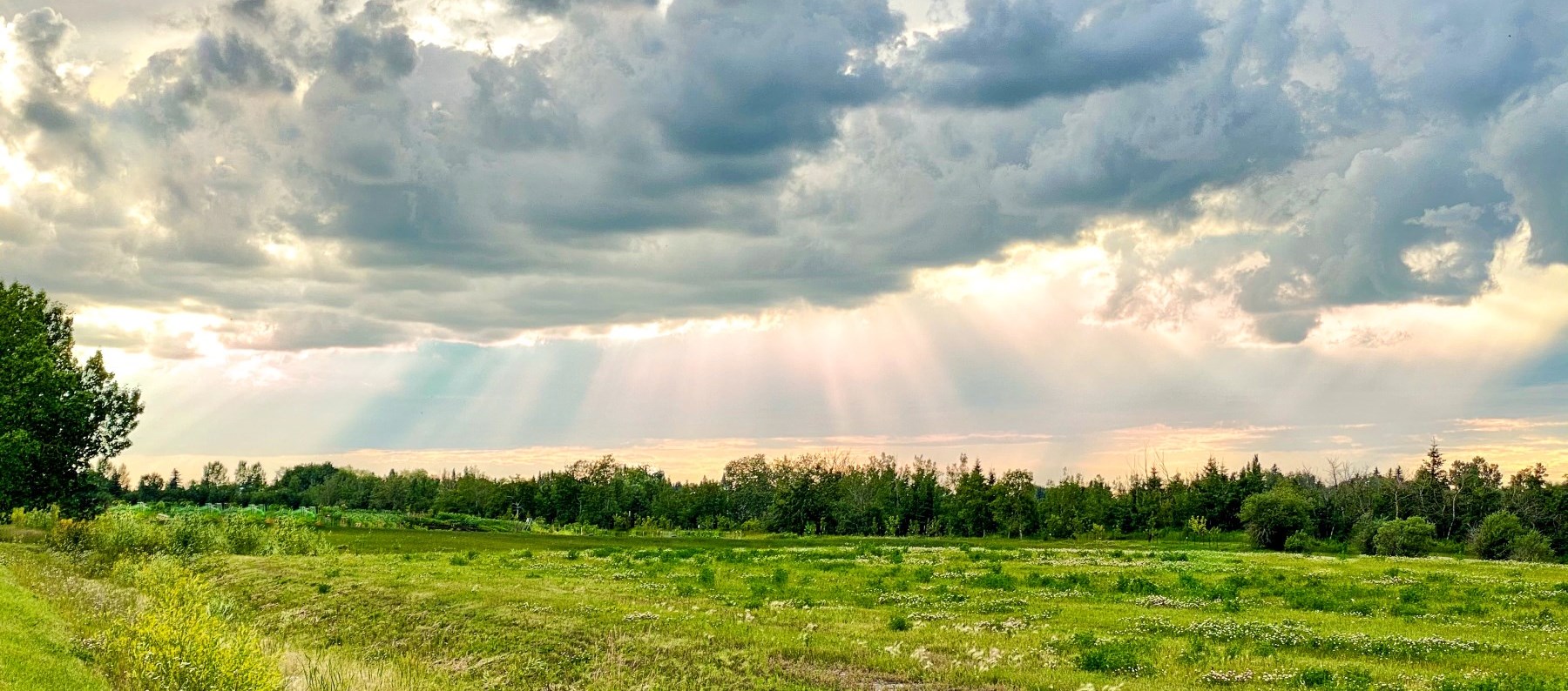 sunburst in field