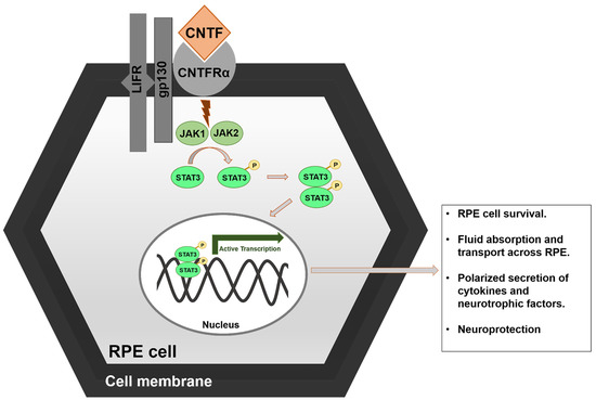 Cells 10 02483 g003 550