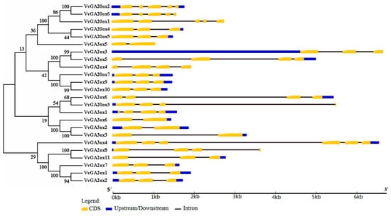 Genes 10 00680 g001 550