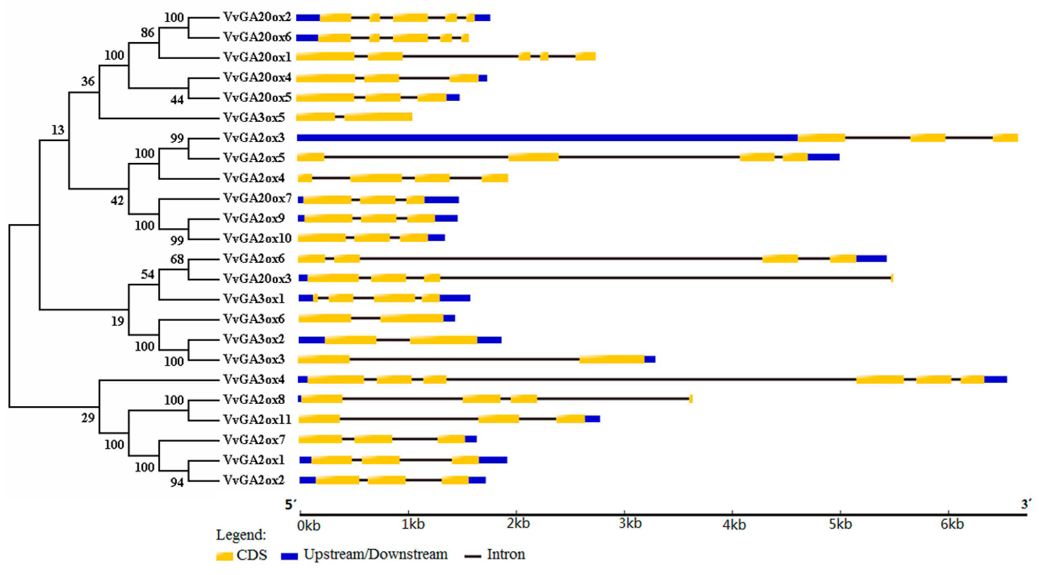 Genes 10 00680 g001