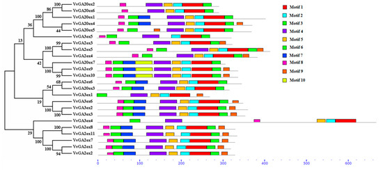 Genes 10 00680 g003 550