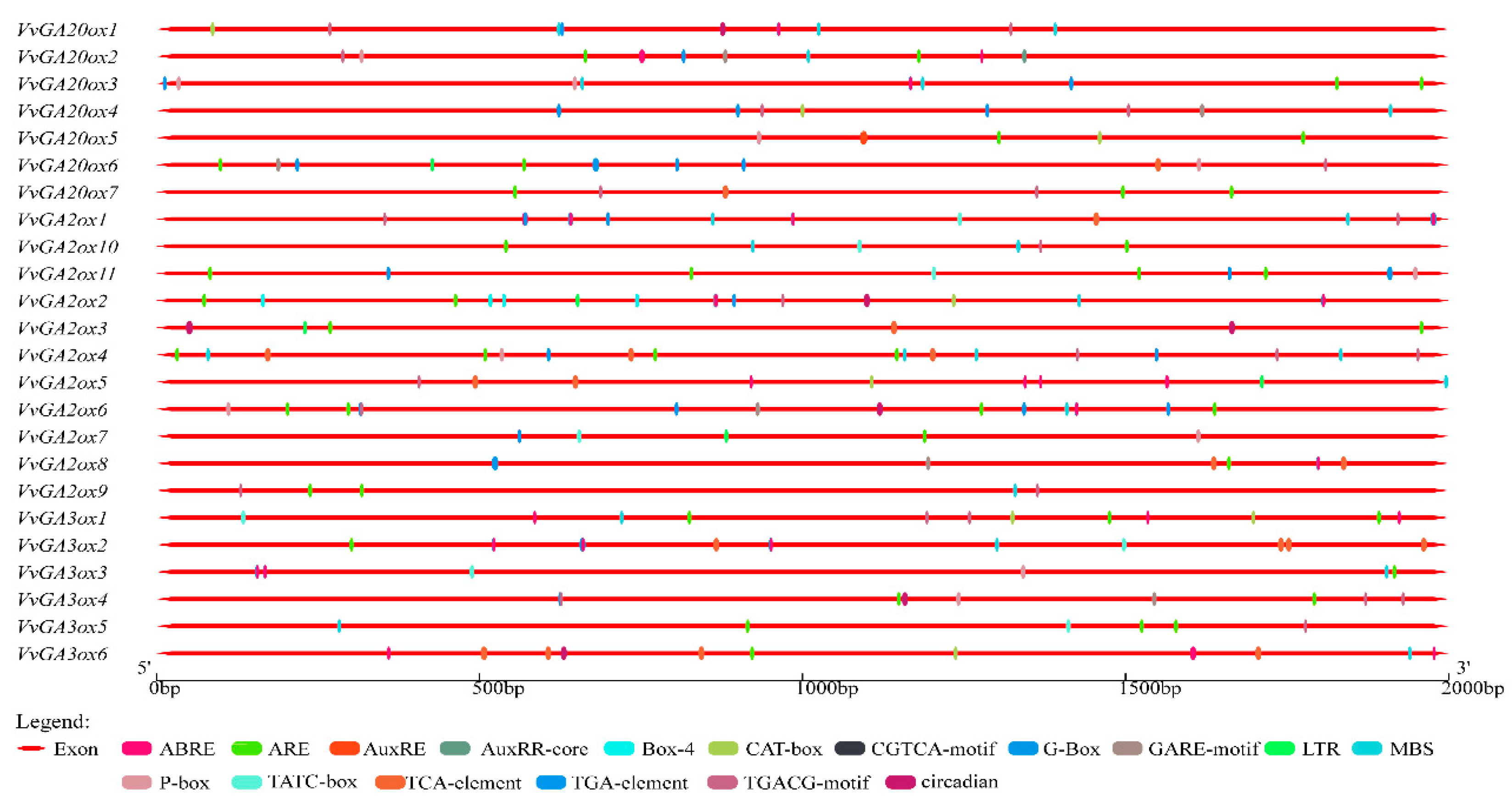 Genes 10 00680 g007