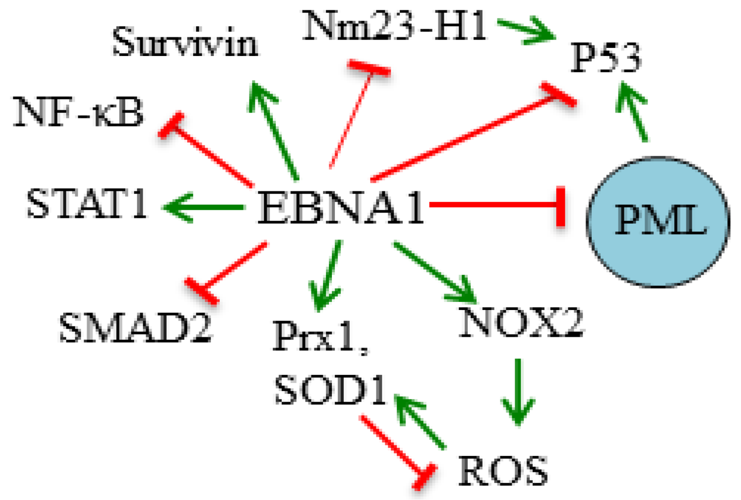 Viruses 04 01537 g001