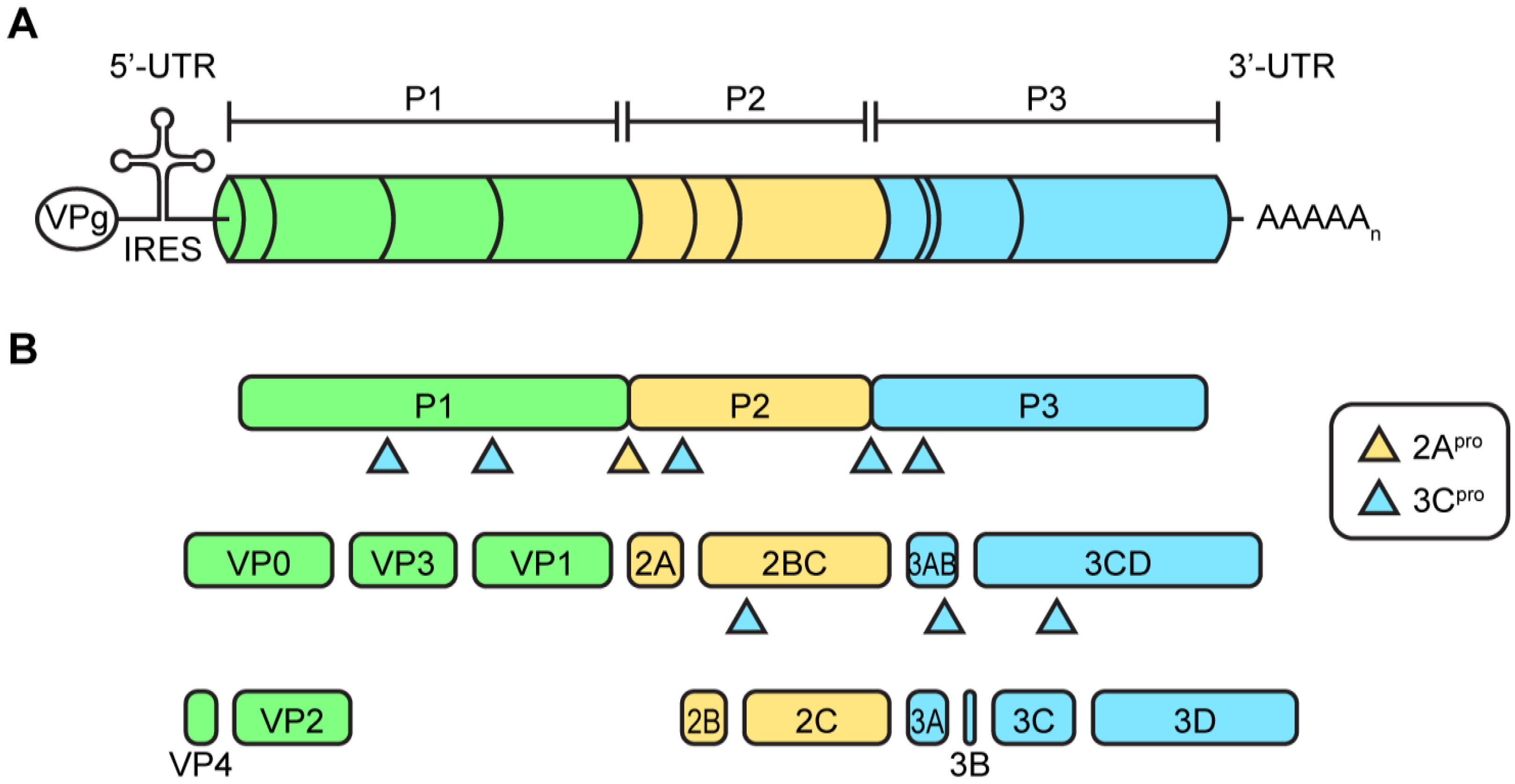 Viruses 07 02832 g002