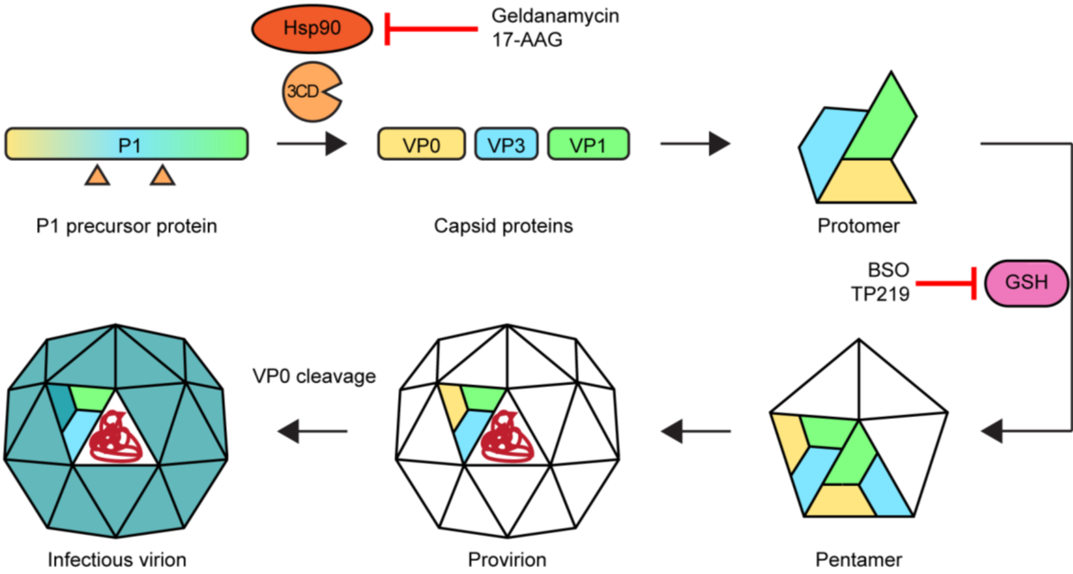 Viruses 07 02832 g006