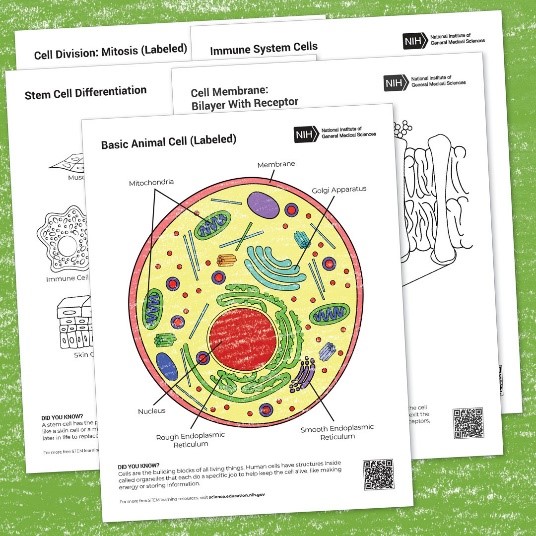 An illustrated and colored outline of a basic animal cell with other cell coloring pages behind it.