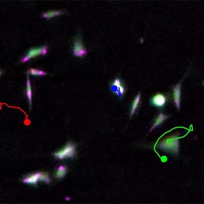 An image of tiny cells highlighted in green, blue and red against a black background.