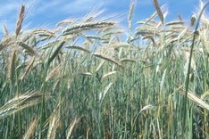 Triticale