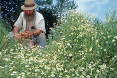 Schritte zum Bio-Siegel