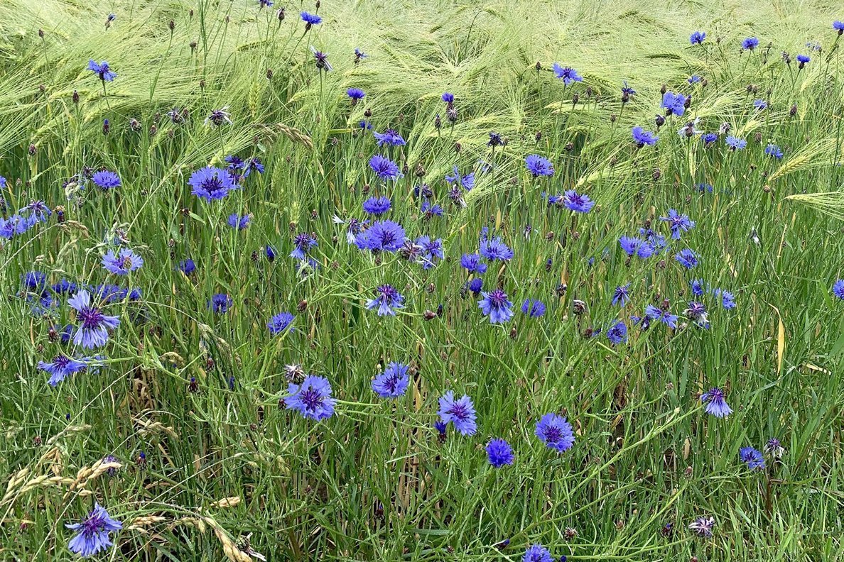 Kornblumen im Gerstenfeld. Foto: Jutta Schneider-Rapp