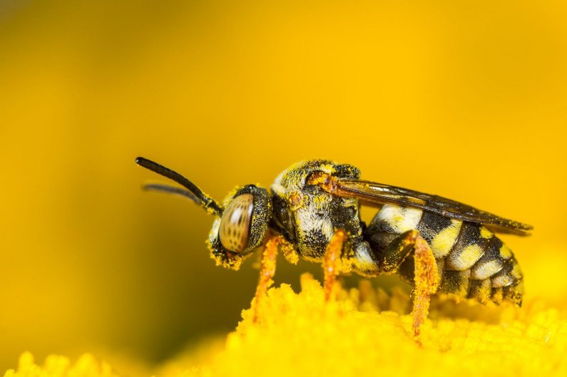 Gewöhnliche Filzbiene (Klick öffnet neues Fenster)