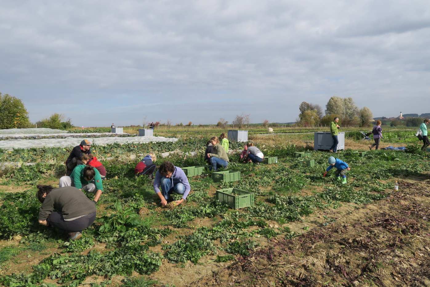 Menschen auf einem Feld bei der Ernte