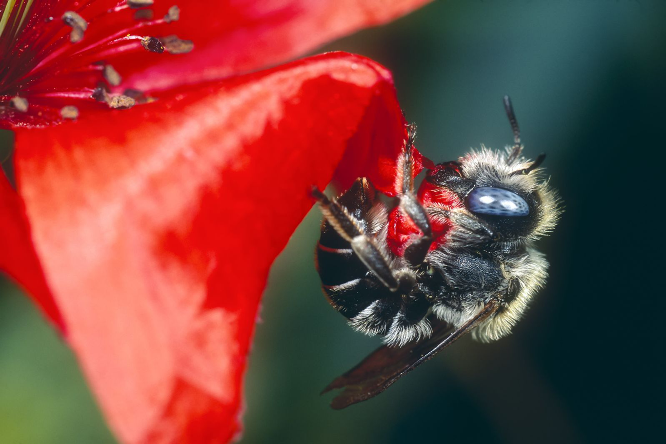 Eine Mohn-Mauerbiene schneidet ein Stück Blüte am Mohn ab. Klick führt zu Großansicht in neuem Fenster.