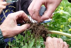 Bodenbakterien: Helfer im Pflanzenbau