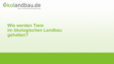 Wie werden Tiere im ökologischen Landbau gehalten? (für Kinder)