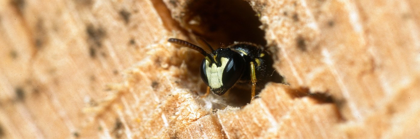 Gebuchtete Maskenbiene.