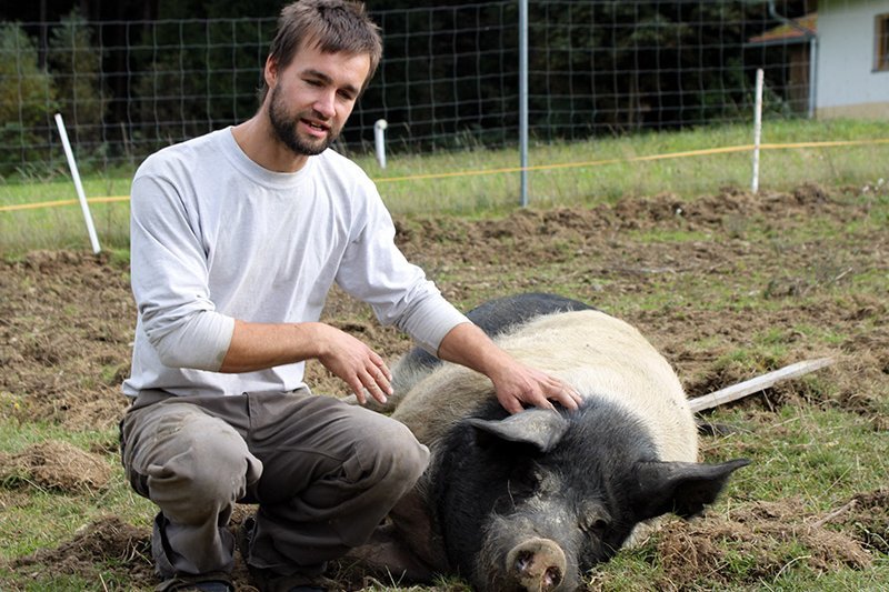 Mann kniet neben einem Schwein.