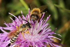 Zwei Bienen auf einer Blüte.