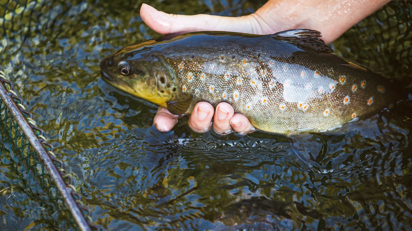 Fisch wird in einer Hand gehalten. Quelle: Naturland e.V.