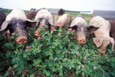 Tiere auf dem Biobauernhof