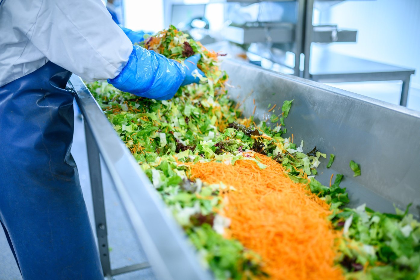 Salate, die in Fresh-Cut Betrieben für Kantinen gewaschen werden