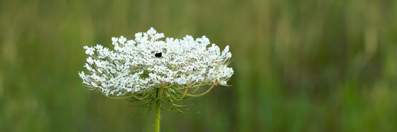 Foto: AdobeStock, Michael