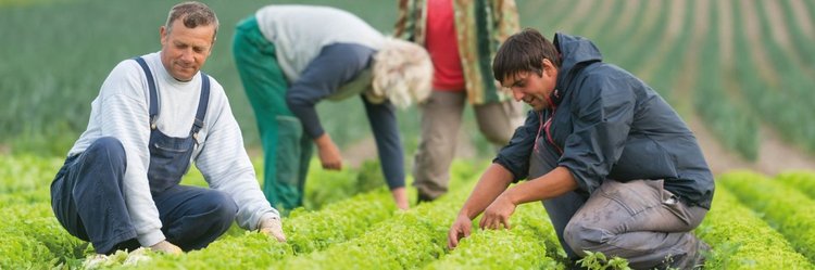 Menschen im Salatbeet