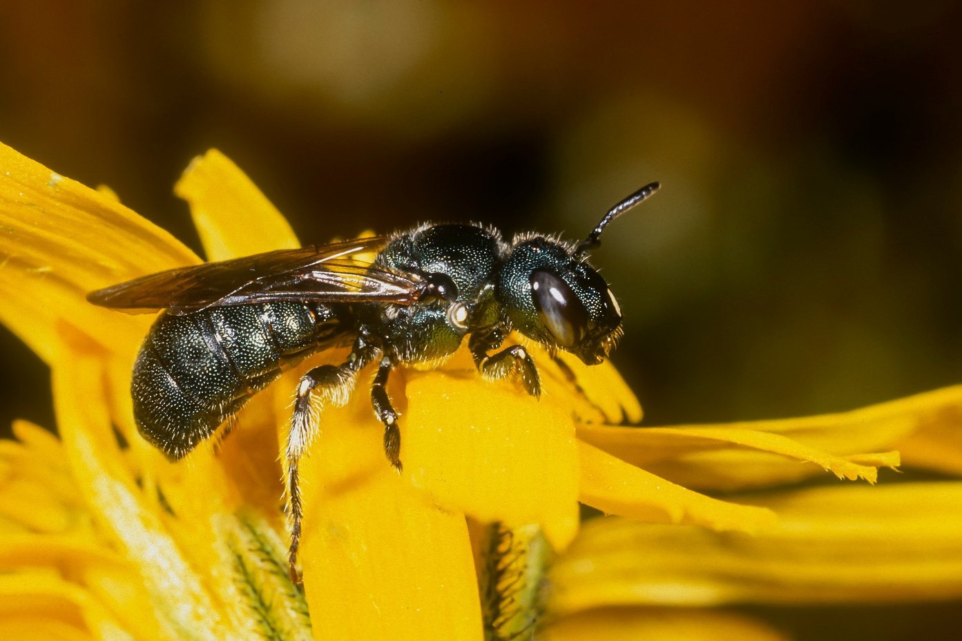 Biene auf Blume.