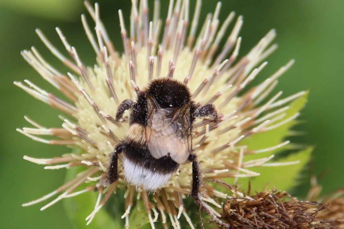 Hummel auf Kohldistel