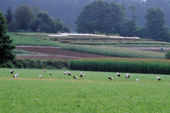 Tiere auf der Weide