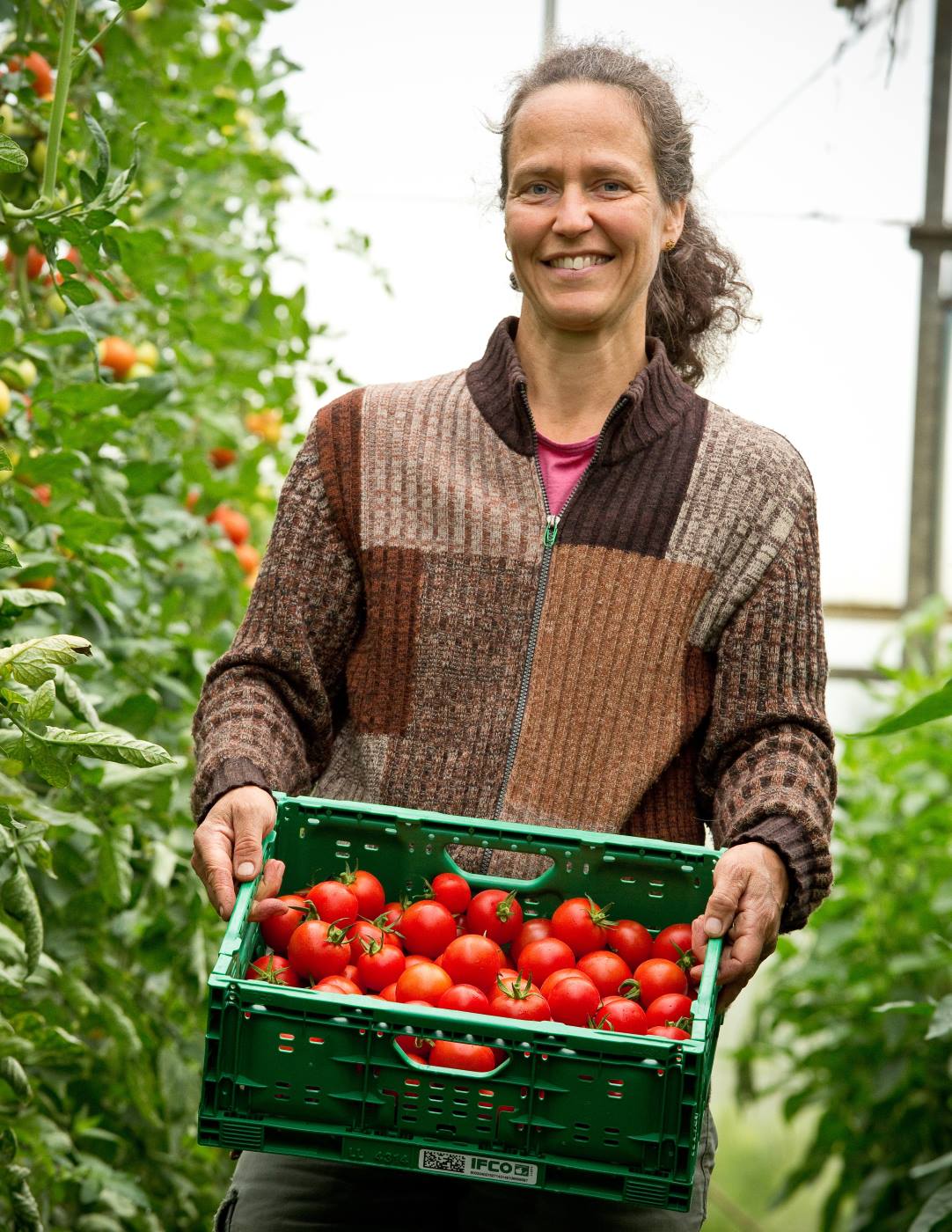 Tomatenanbau auf Hof Grummersort