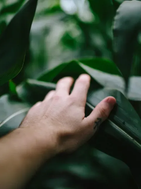 Une main posée sur des plantes