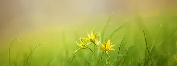 Photo d'une fleur dans une prairie