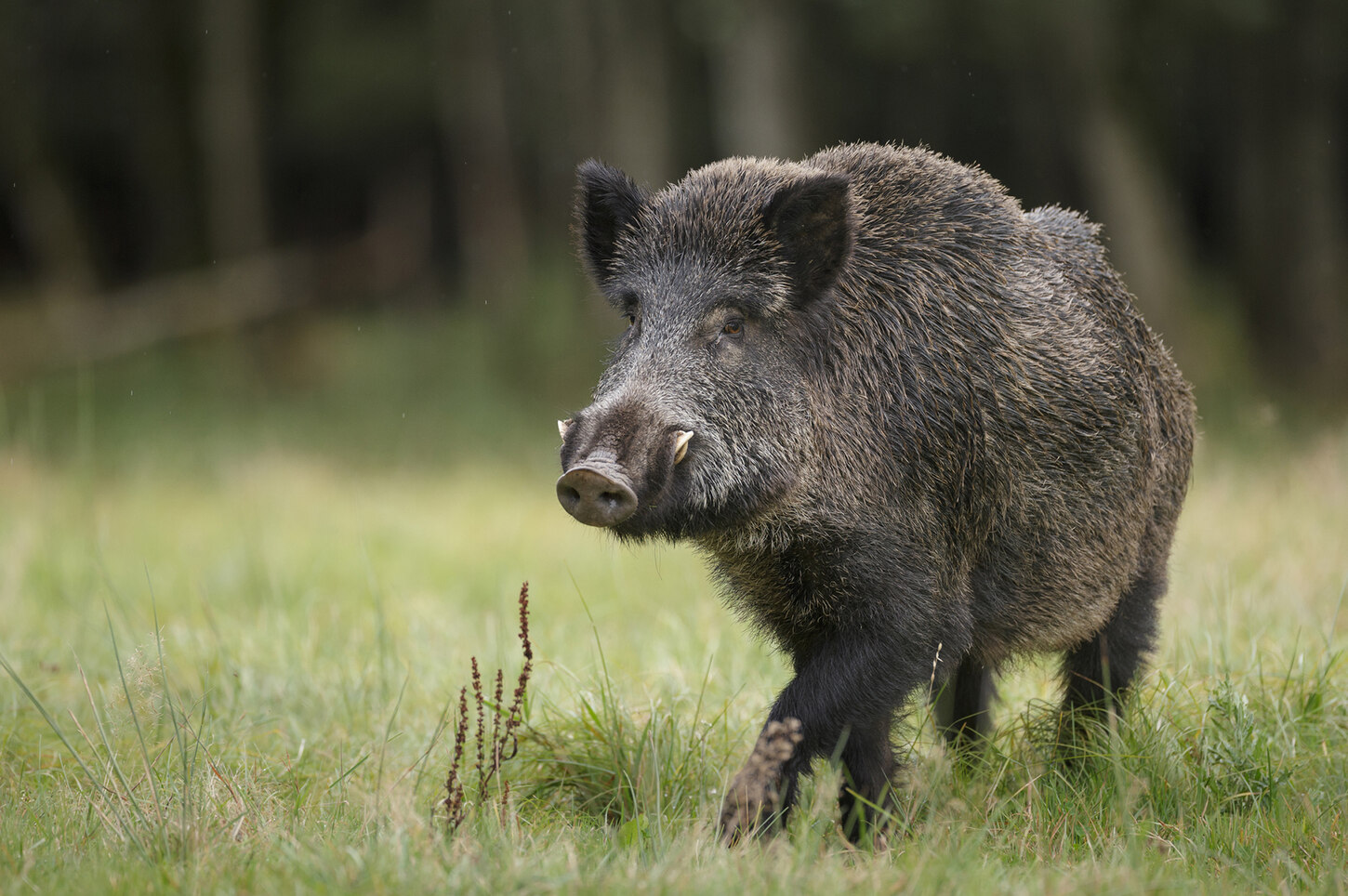 Afrikanische Schweinepest – Zur Informationsseite rum um die Afrikanische Schweinepest