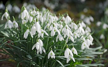 Snowdrops