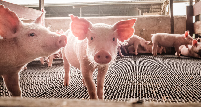 Foto: Kleine Ferkel in einem Stall.