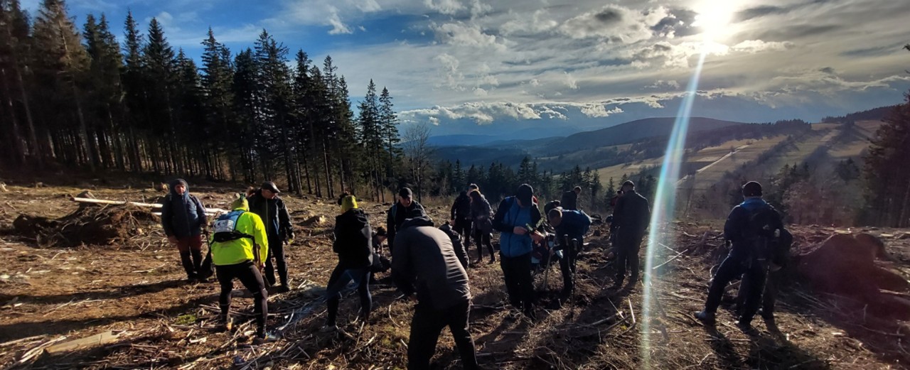 Planting trees in the forest in Poland