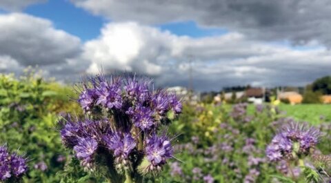 Herbstflurbegehung