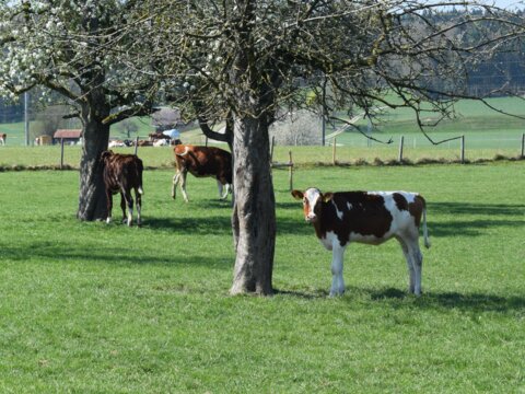 Rinder auf Weide (1)