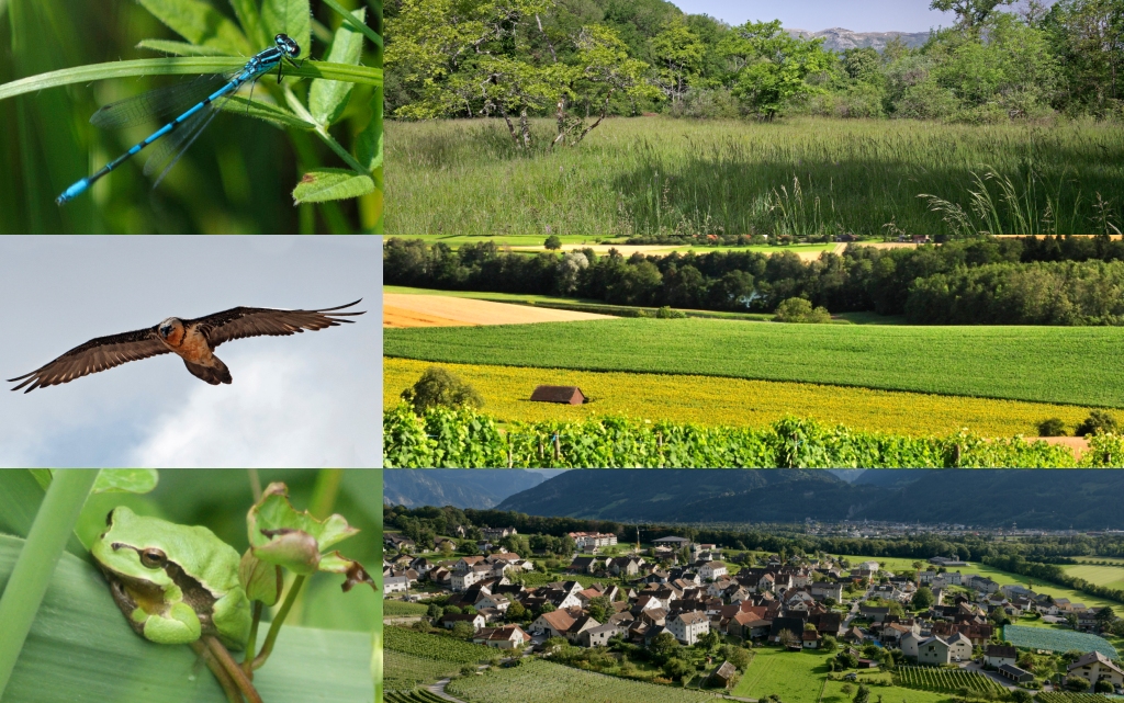 Libelle, Bartgeier, Laubfrosch, Magerwiese, Kulturlandschaft, Gemeinde Fläsch