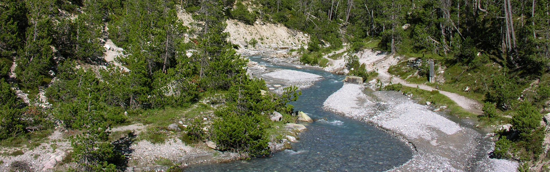 Aual che curra tras in guaud da pigns