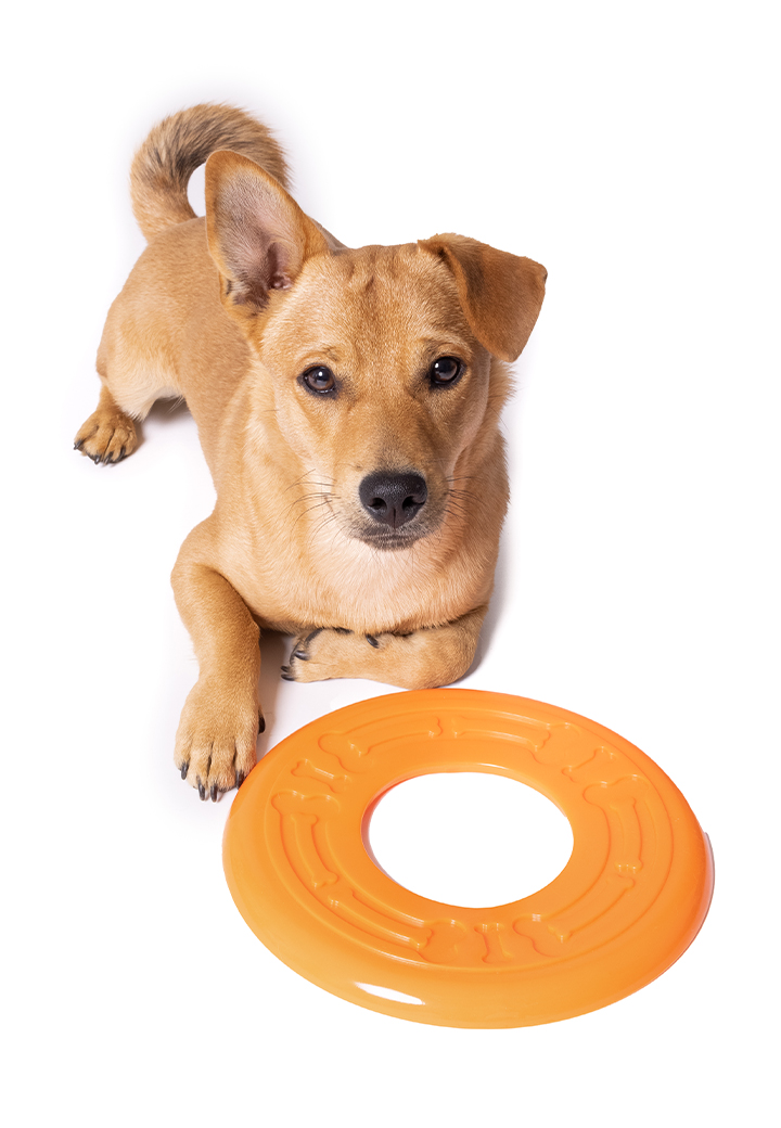 Hundespielzeug Frisbee